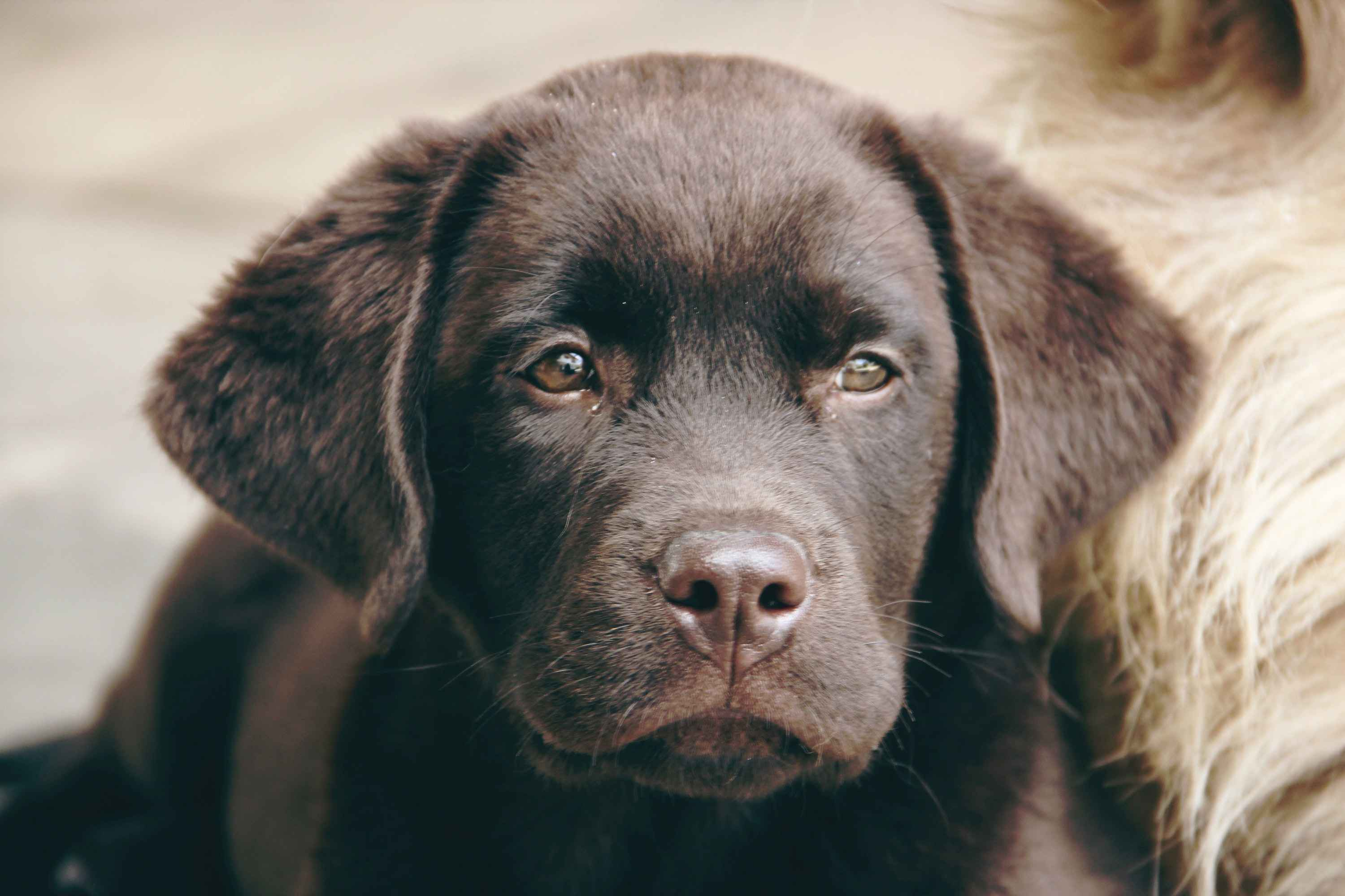 Labrador Retriever Urinary Tract Infection: Recognizing the Symptoms